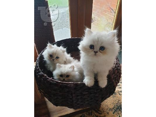PoulaTo: Εγγεγραμμένοι όμορφοι πασιένους chinchilas Kitten Gccf