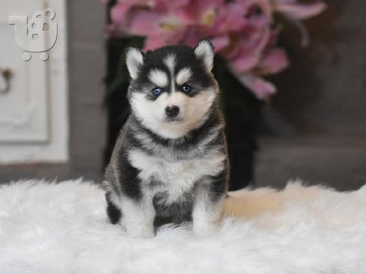 Διατίθενται όμορφα κουτάβια Pomsky.