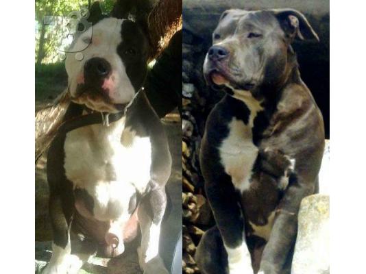 Pitbull american