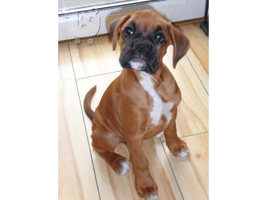 Boxer