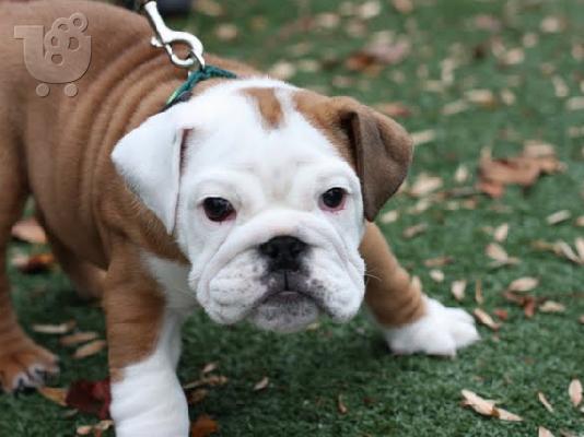 PoulaTo: Τελευταία Kc Καν. Πλήρης Γενεαλογικό Bulldog κορίτσι έτοιμο τώρα