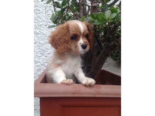 PoulaTo: Kavalirski kralj Charles Spaniel