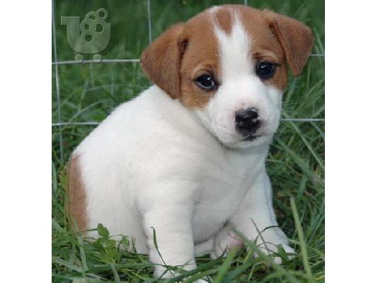 PoulaTo: Είναι φοβερό αναζητούν Jack Russell.