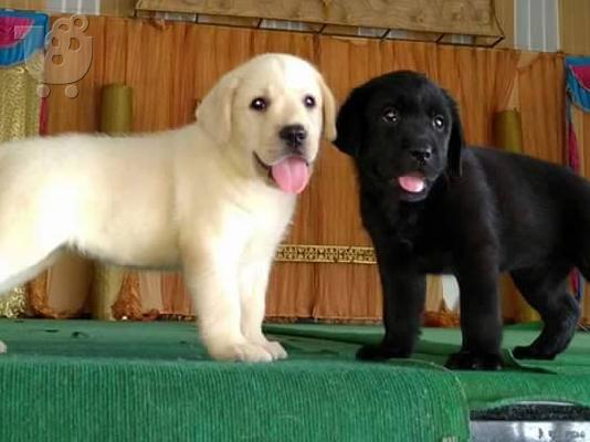 PoulaTo: Κουτάβια Λαμπραντόρ/ Labrador puppies Κουτάβια Λαμπραντόρ/ Labrador puppies.