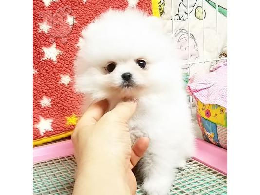Οικογένεια κουταβιών Pomeranian