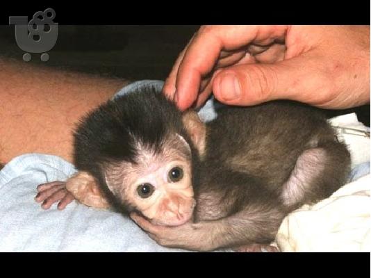 PoulaTo: μωρό capuchin μωρό για 300 €