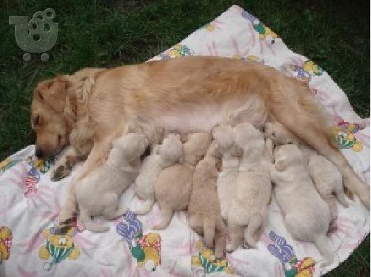 PoulaTo: GOLDEN RETRIEVER