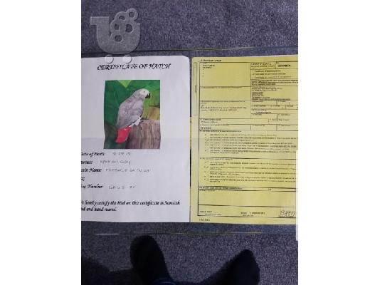 Γυναίκα αφρικανικός γκρίζο παπαγάλος προς πώληση...