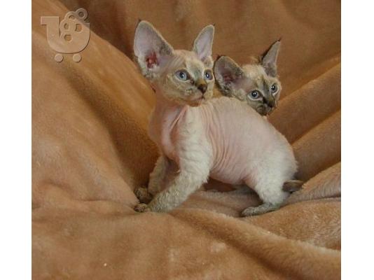 PoulaTo: Γενεαλογικό Devon Rex Μικρά αγόρια / κορίτσια