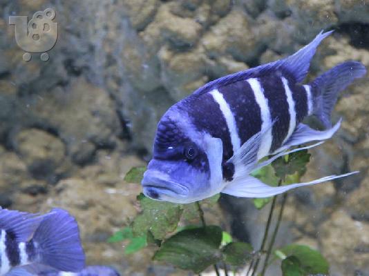 PoulaTo: πωλουνται blue zaire moba