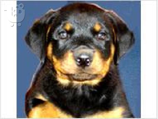 μαύρο και μαόνι κουτάβια rottweiler.