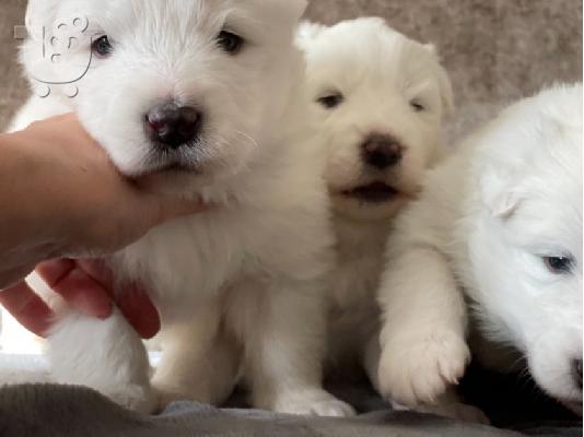 Πώληση κουτάβια Samoyed.