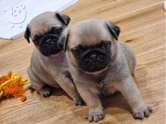 PoulaTo: Διατίθενται 5* κουτάβια Pedigree Pug
