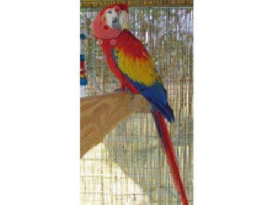 PoulaTo: Scarlet μακώ παπαγάλος για € 150