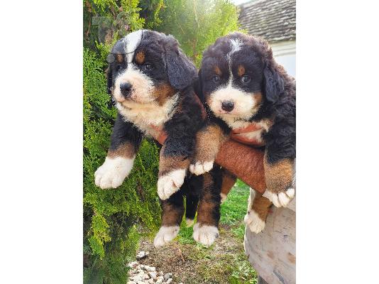 PoulaTo: Κουτάβια Bernese Mountain Dog