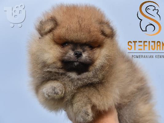 Pomeranian Boo Κουτάβια