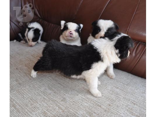 Κουτάβια Border Collie