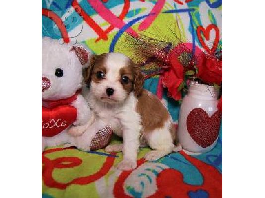 PoulaTo: Cavalier King Charles Puppies