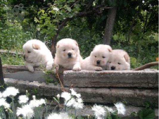PoulaTo: CHOW CHOW