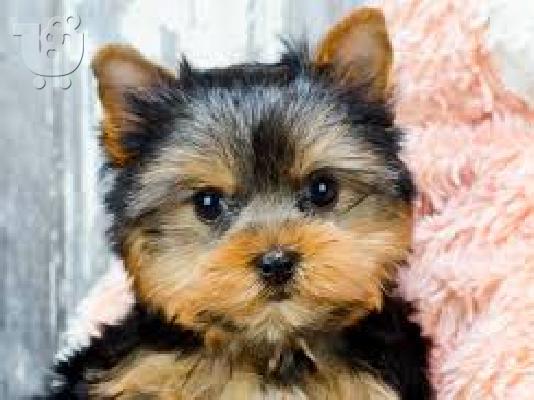 yorkie κουτάβια για σένα