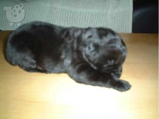 PoulaTo: Gorgous labradoodle κουτάβι