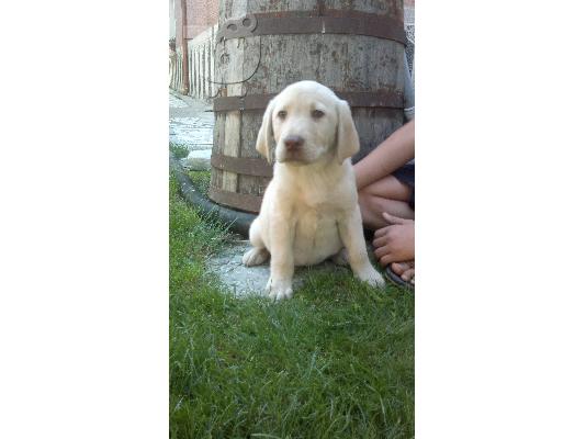 PoulaTo: labrador