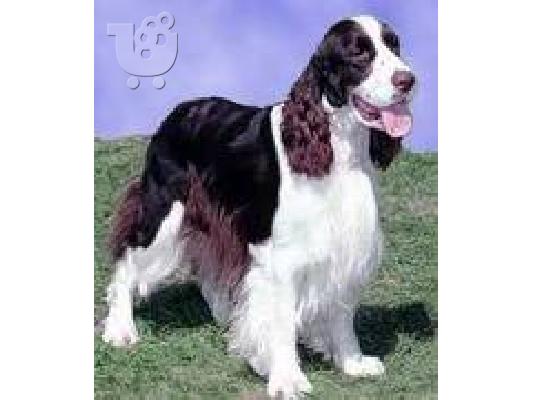 English Springer Spaniel for  adoption Λαγόσκυλο