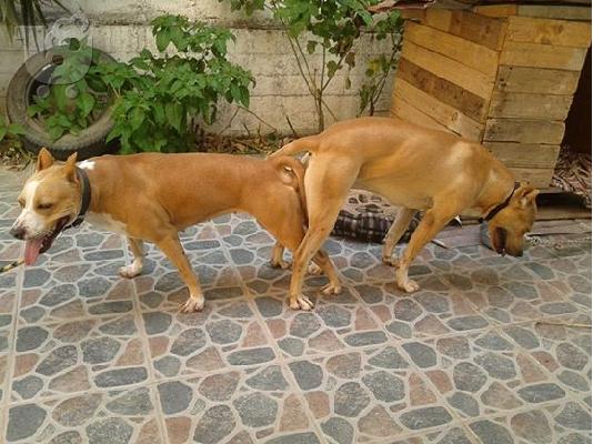 pitbull