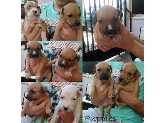pwlountai pit bull ka8aroaima