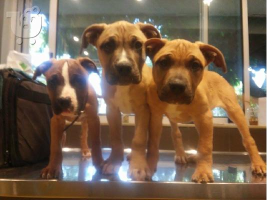 PoulaTo: Pit Bull