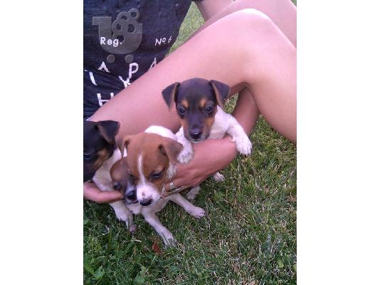 Jack Russell καθαροαιμα με PEDIGREE 6979314054 ΚΡΗΤΗ-ΑΘΗΝΑ