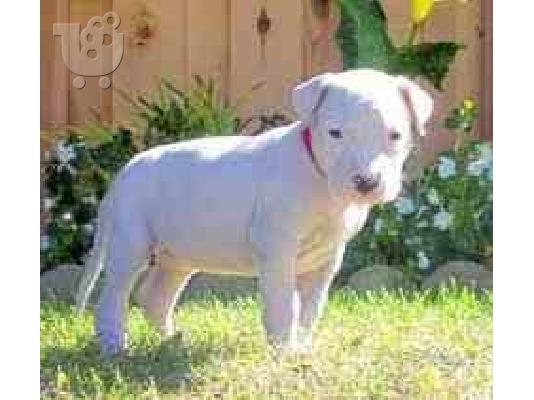 PoulaTo: dogo argentino