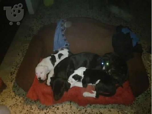 PoulaTo: Bandog puppies