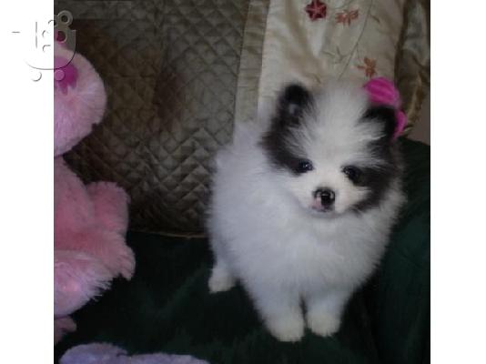 PoulaTo: Σπίτι Εκπαιδευμένο Pomeranian Κουτάβια
