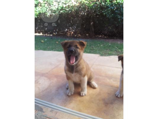 American akita