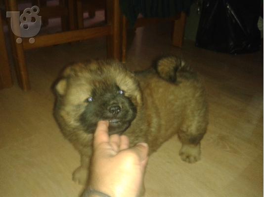 Πωλούνται καθαρόαιμα κουτάβια Chow Chow
