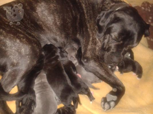 ΚΑΘΑΡΟΑΙΜΑ ΚΟΥΤΑΒΙΑ CANE CORSO