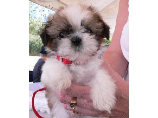 PoulaTo: Πολύ μικροσκοπικό κορίτσι Shih-Tzu προς πώληση
