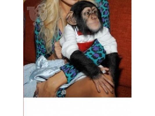 PoulaTo: Υγιεινό μωρό Chimpanzee.