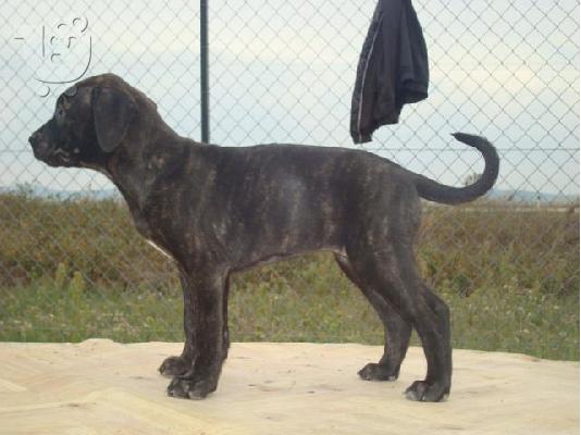 PRESSA CANARIO