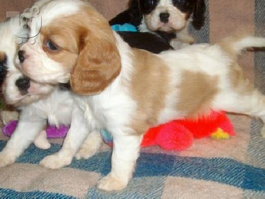 KING CHARLES KAVALIER