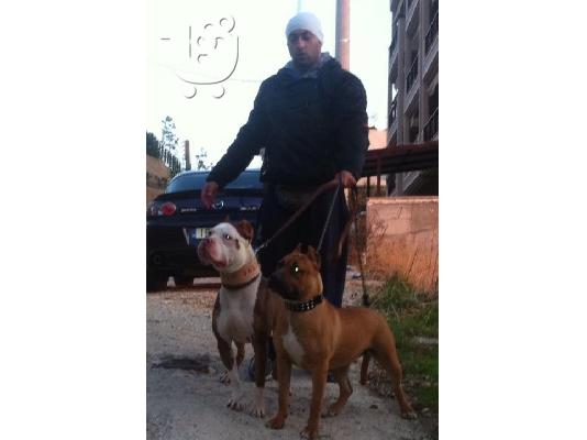 pit bull j kas