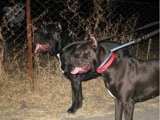 CANE CORSO