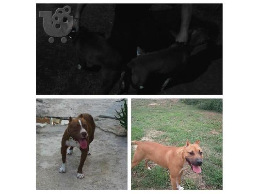 ΚΑΘΑΡΟΑΙΜΟ KOYTABI ΑΜΕRICAN PITBULL TERRIER