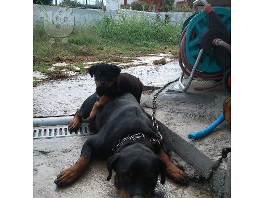 PoulaTo: Προσφορα rottweiler