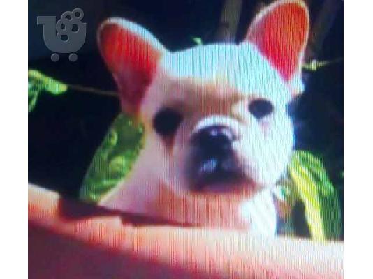 Γαλλικά μπουλντόγκ κουτάβι Bulldog Galliko — Δάφνη