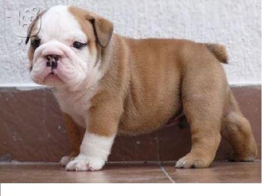 PoulaTo: ΜΠΟΥΛΝΤΟΓΚ ( ΑΓΓΛΙΚΑ ), BULLDOG Μπουλντόγκ Μπουλντόγκ