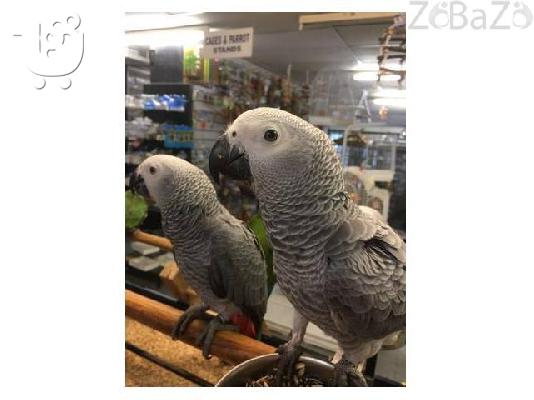 Rosie Irish Sports to rehome into foreverhome