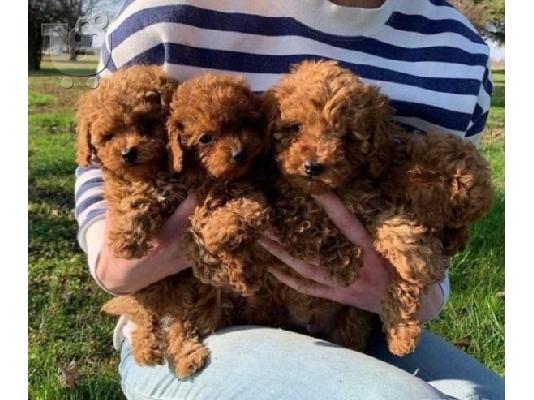 PoulaTo: Επικοινωνήστε μαζί μου μέσω Viber: ( +63-945-413-6749 ) Toy Poodle pups
