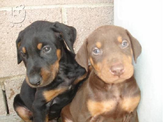 PoulaTo: πωλειται doberman
